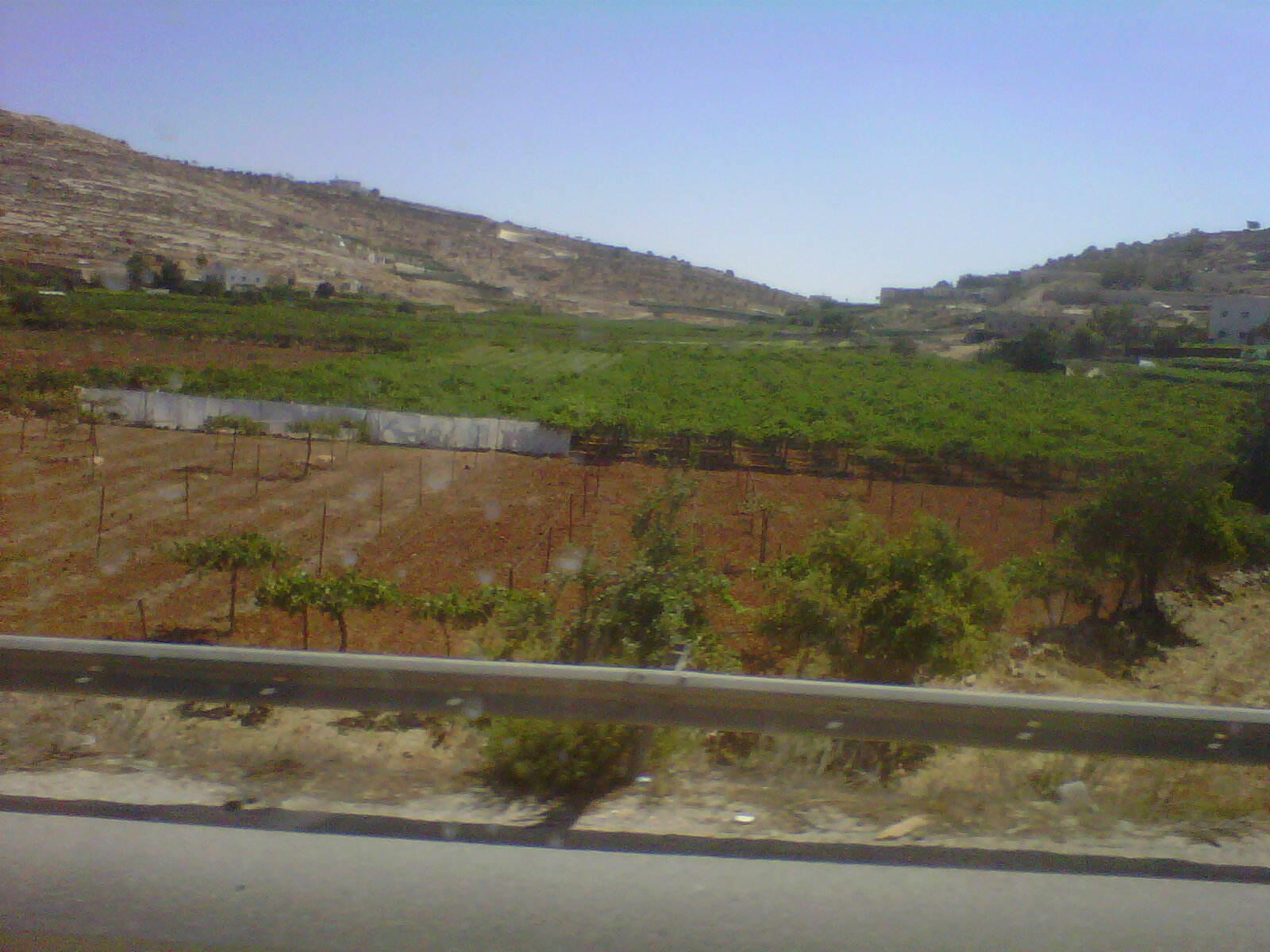 Vigneto in Palestina